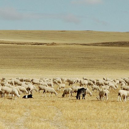Meseta_herd